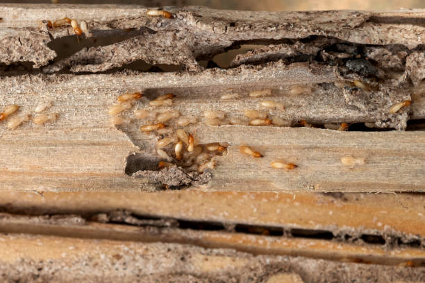 Trusted Panama City Beach, FL Pest Control Experts